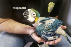 PCMG flagra suspeito de vender animais silvestres na RMBH